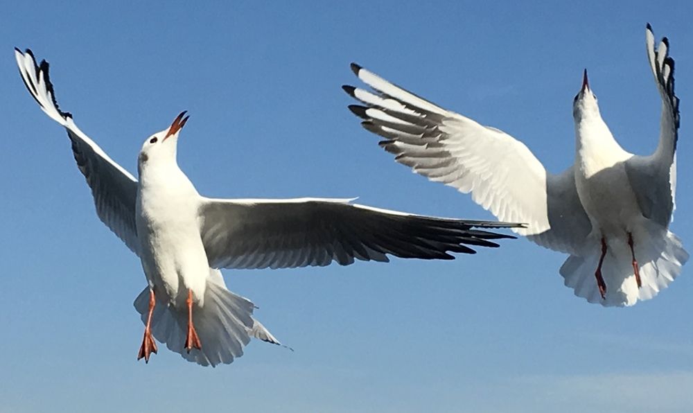 Dancing Seagulls in Değirmendere