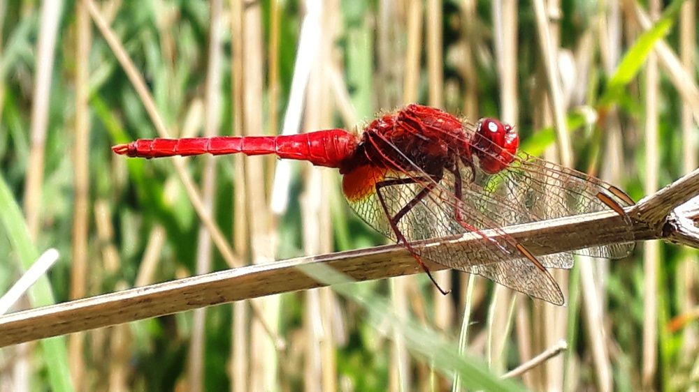 Dragonfly