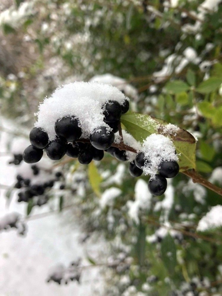 Просто зима...