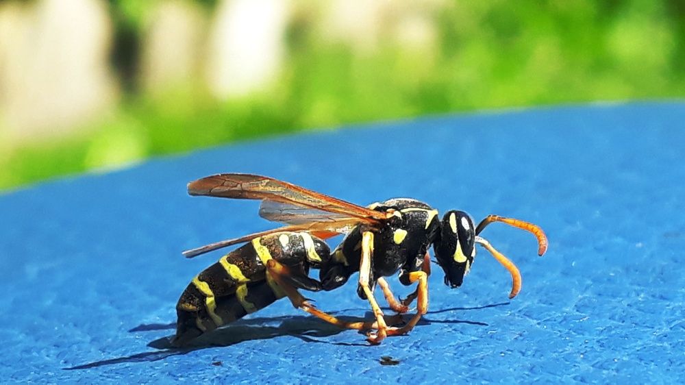 Wasp