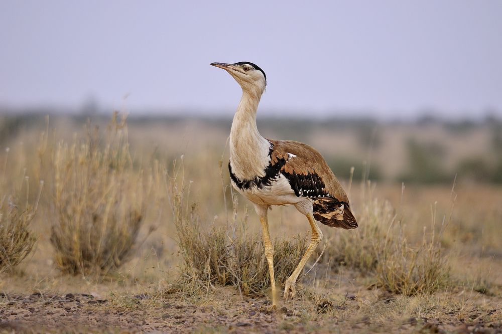 Great Indian bustard