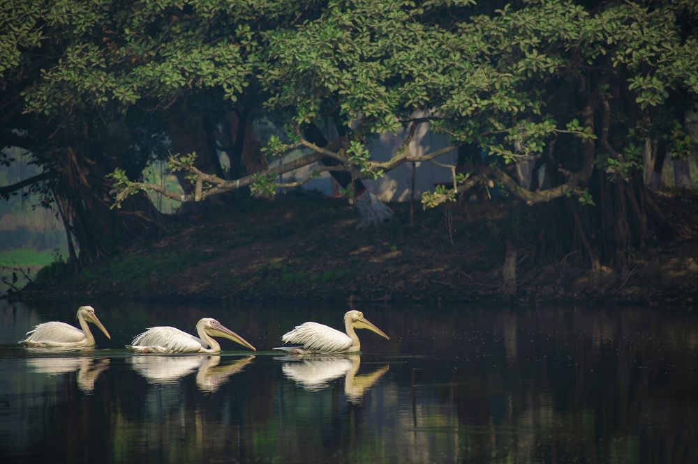 american white pelican
