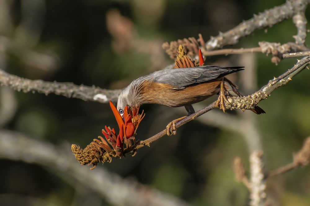 Chestnut tailed Starling