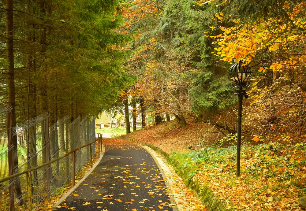 Fallen autumn leaves on a park alley.