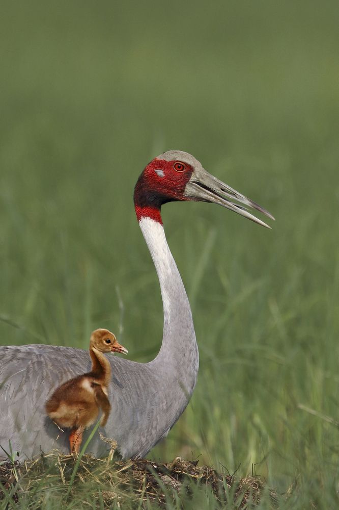 Sarus Crane with Chick