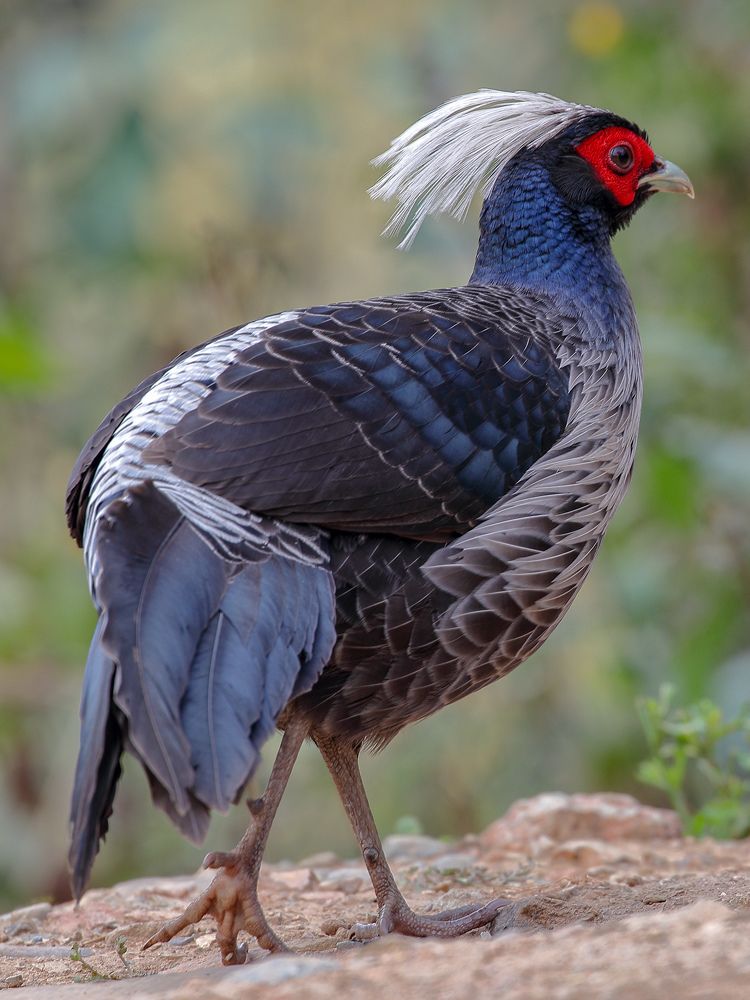 The Kalij Pheasant