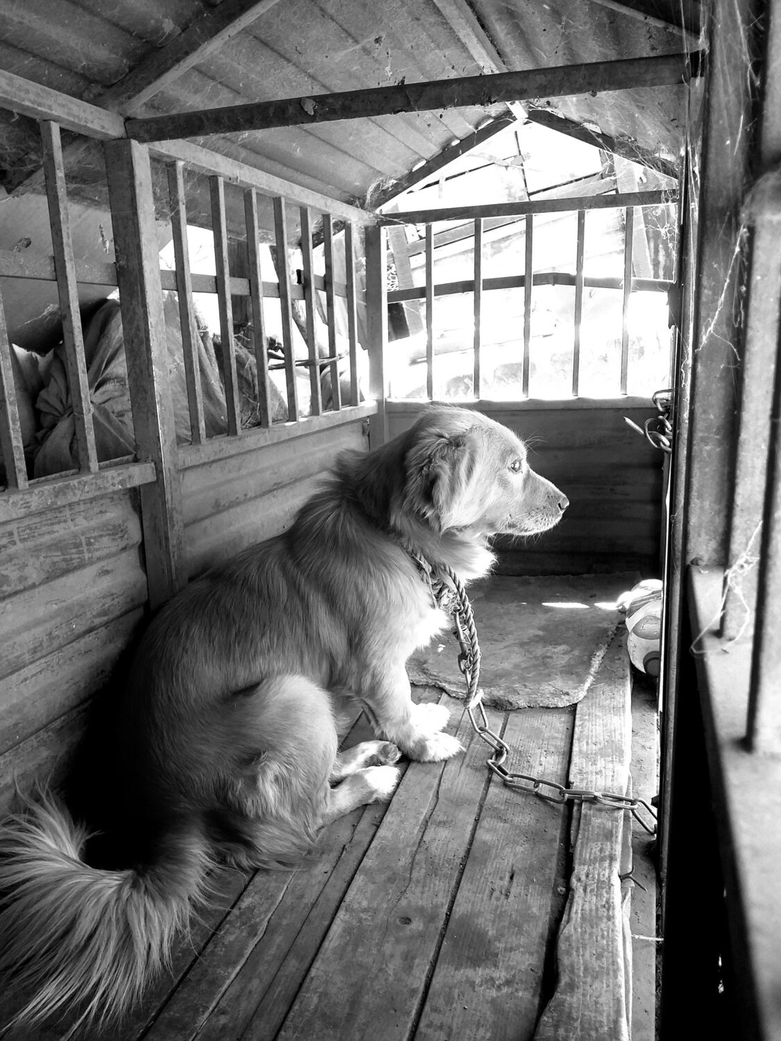 Dog view