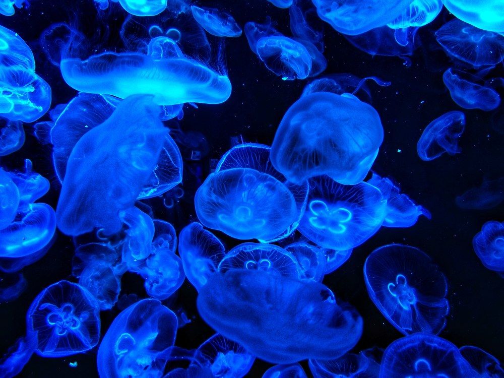 Jellyfish