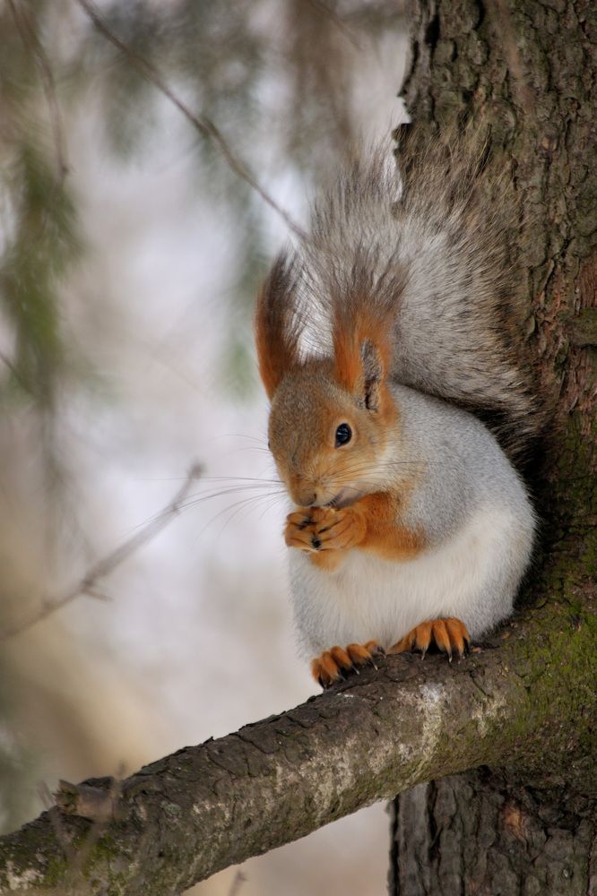 ... и орешки все грызет!