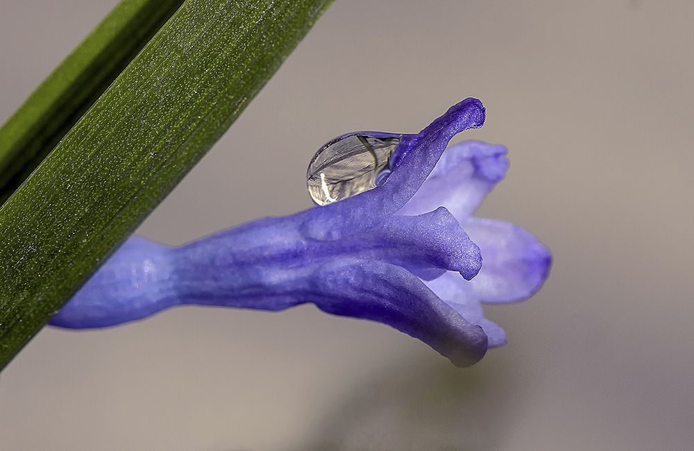 Глашатай Весны