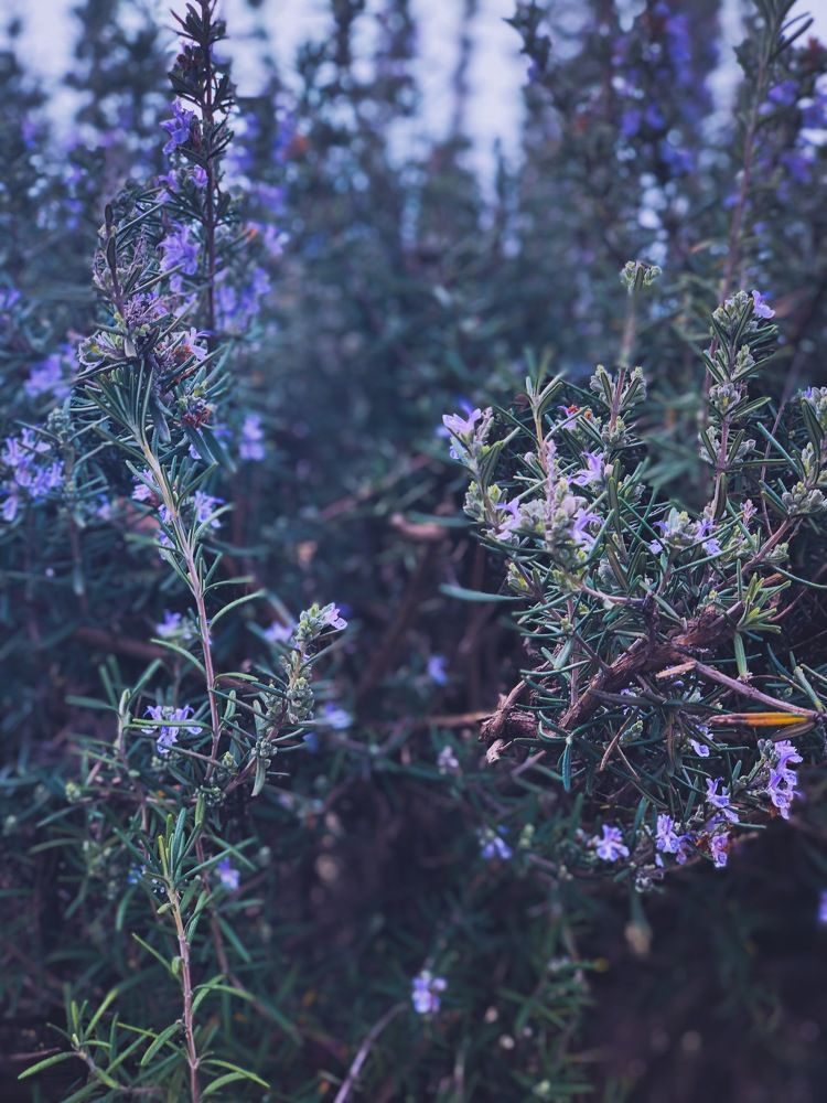 Flowers are proof that you can survive after storm.