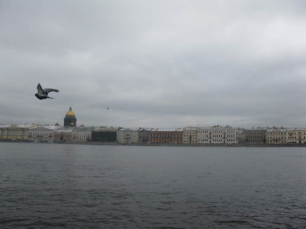Голубь, летящий над Невой