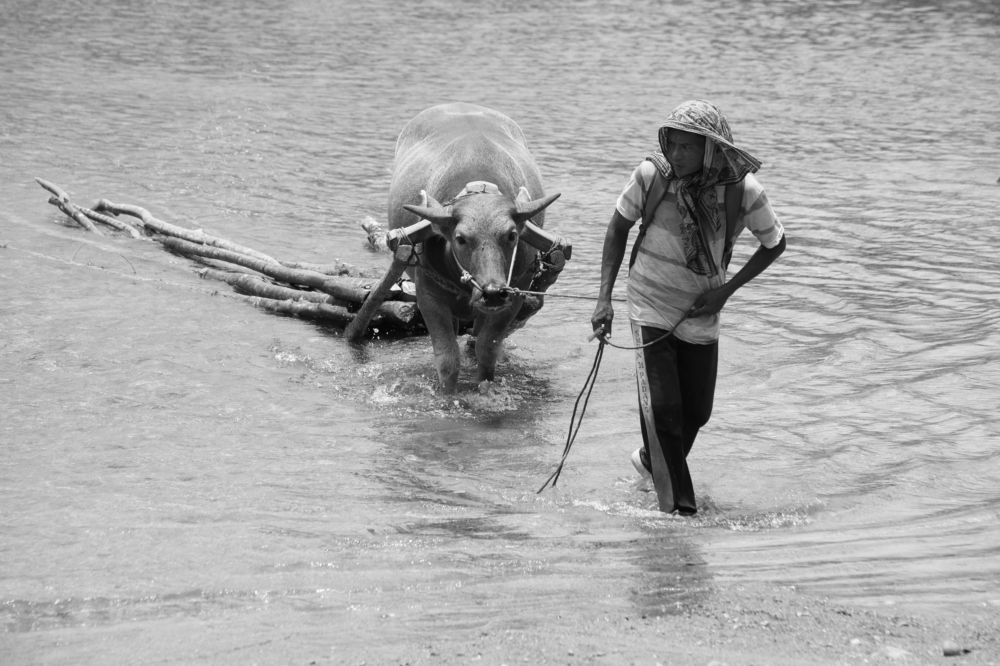 traditional firewood seekers