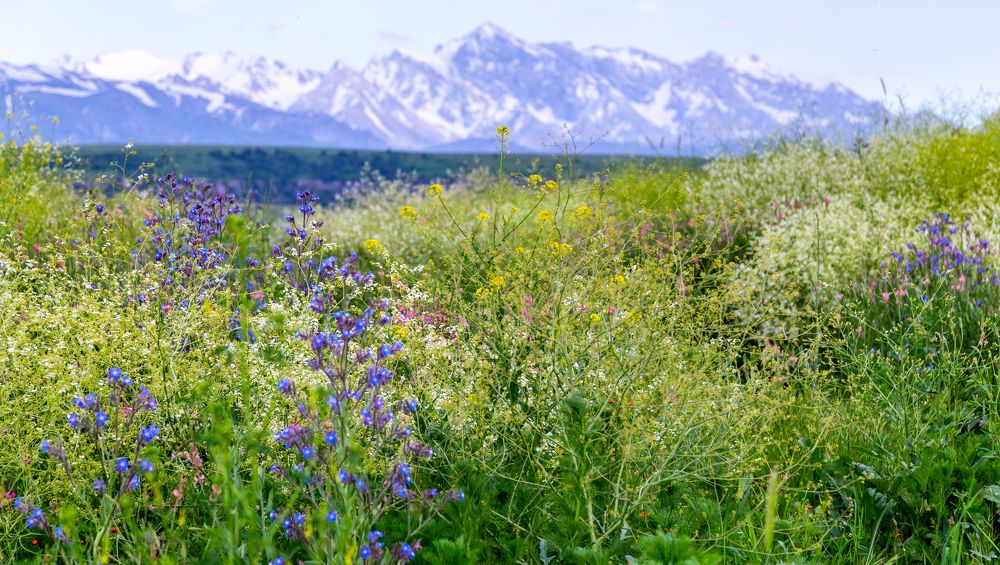 Полевые цветы