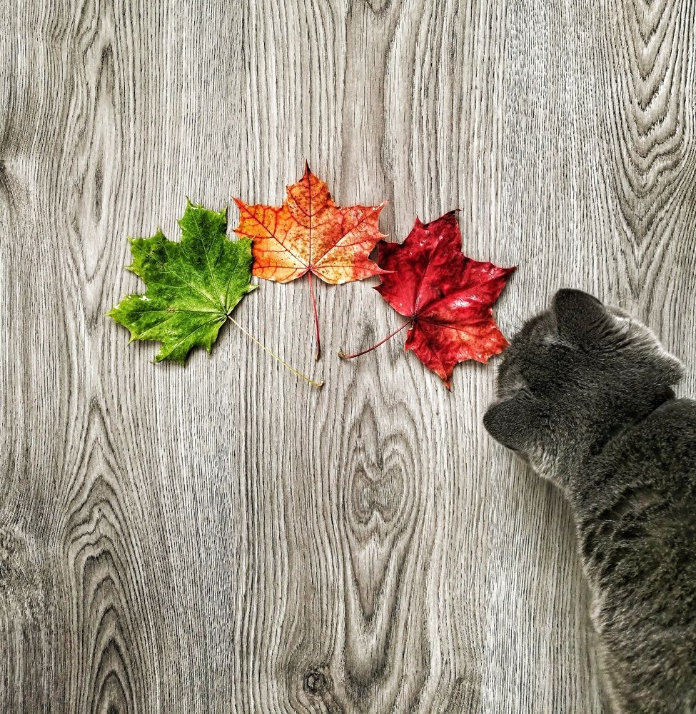 Любопытство