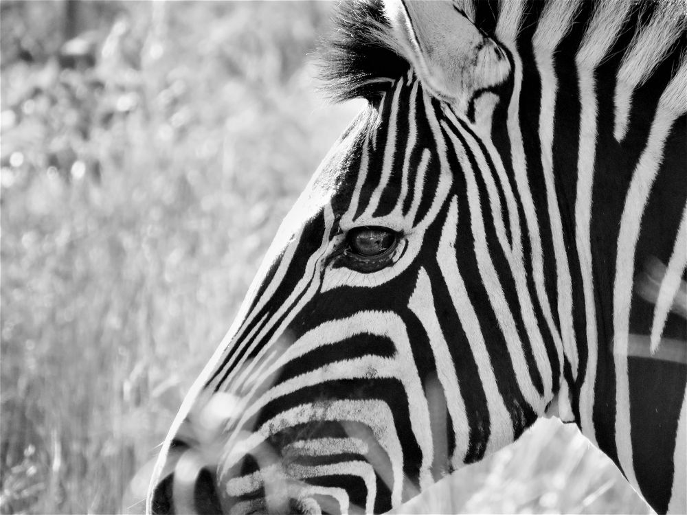 through the eye of Zebra