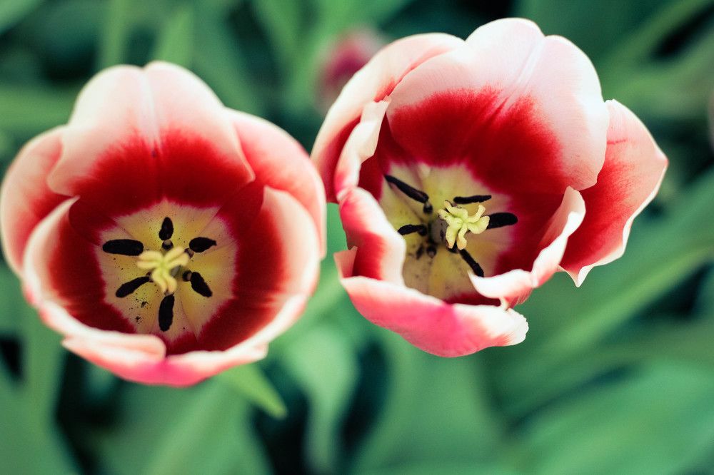 Tulips
