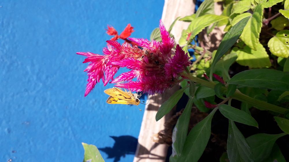 Colores