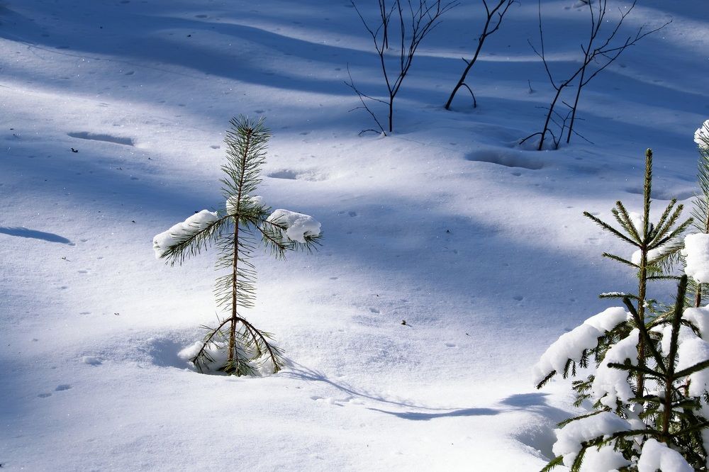 Фотография автора Андрей Симонов