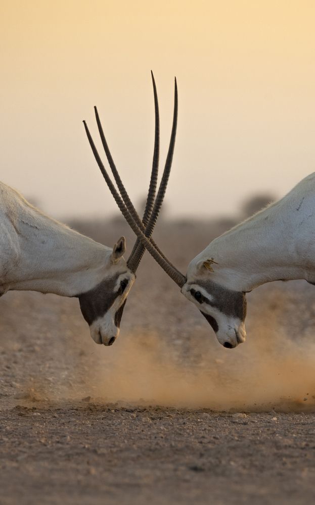 Arabian Oryx