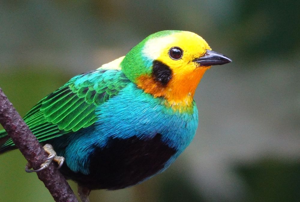 El arcoiris en un ave