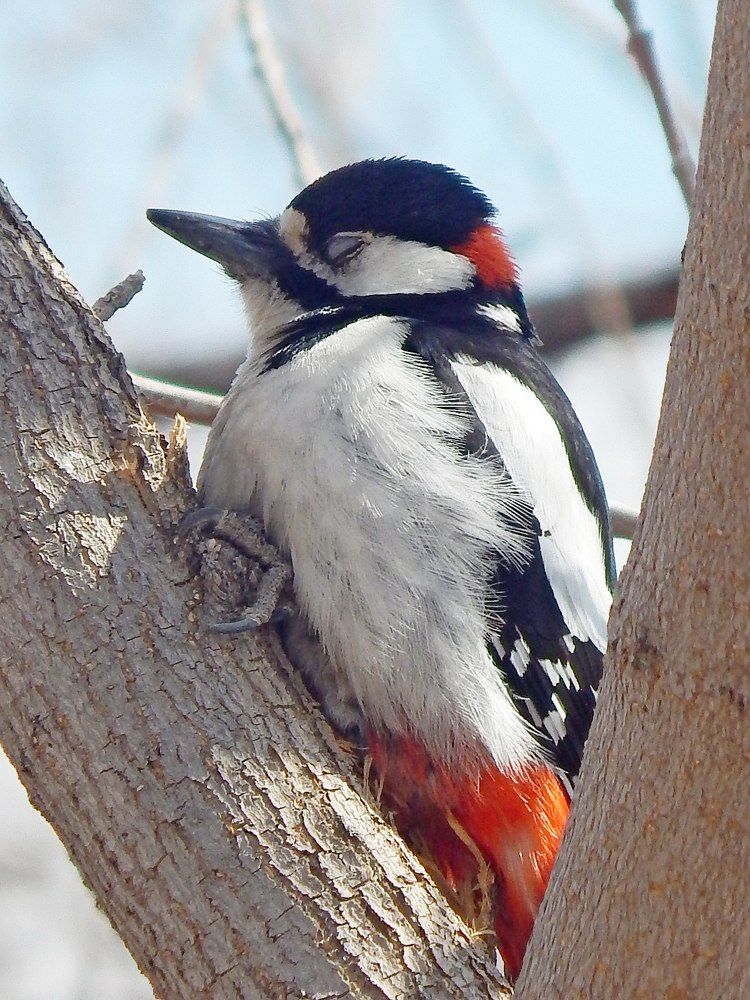 Дремлющий дятел