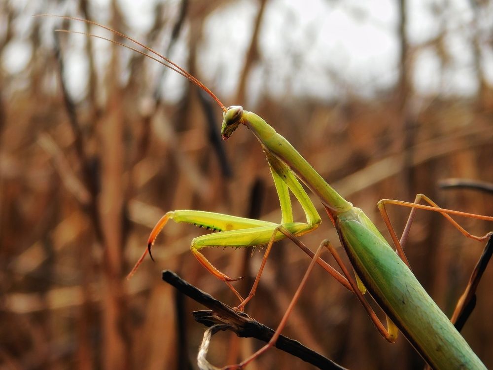 Praying Mantis in action