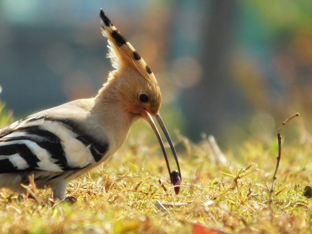 Common Hoopoe with food