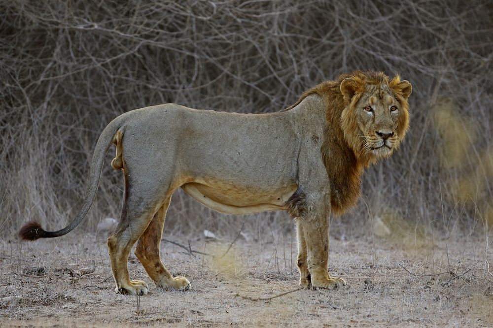 Asiatic lion