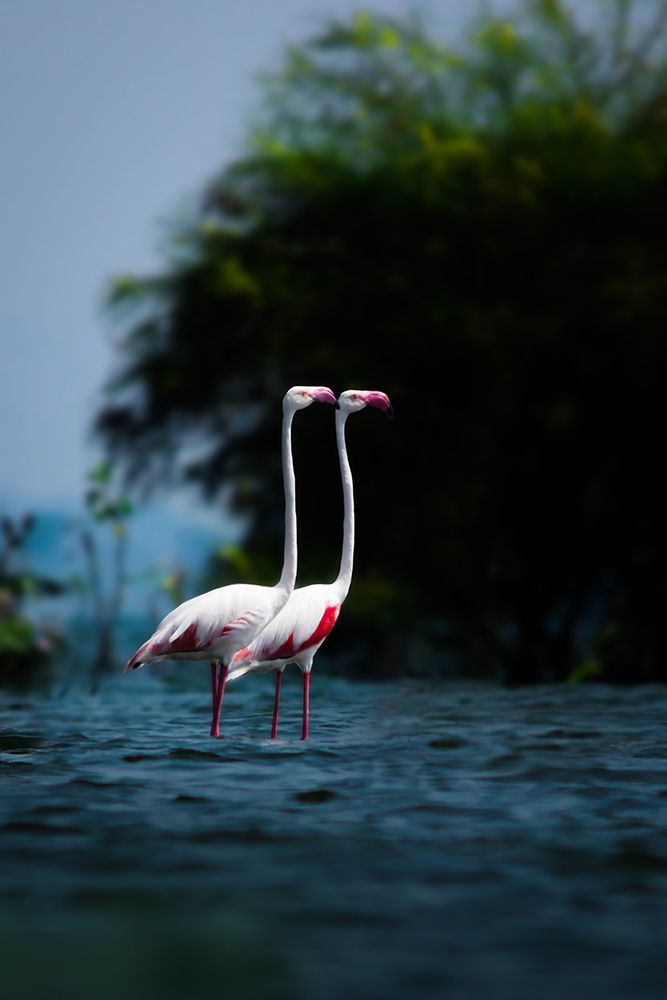 Greater Flamingo