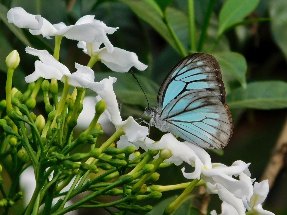 Common wanderer butterfly