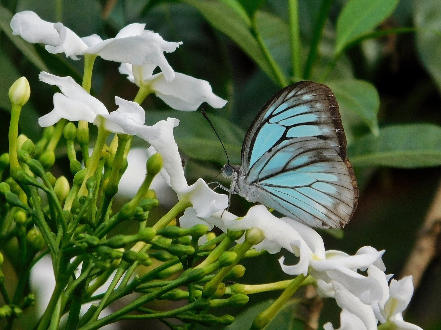 Common wanderer butterfly