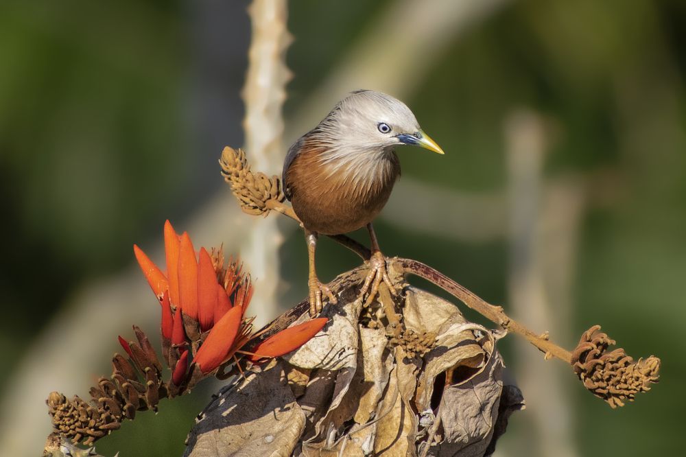Chestnut tailed Starling