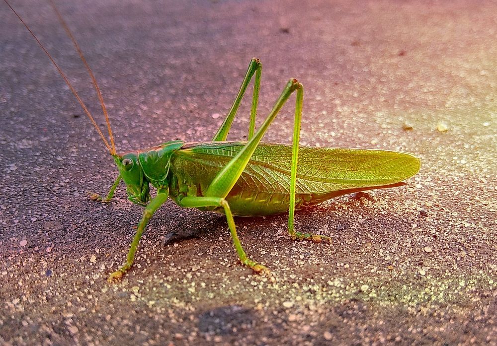 Красивый вредитель