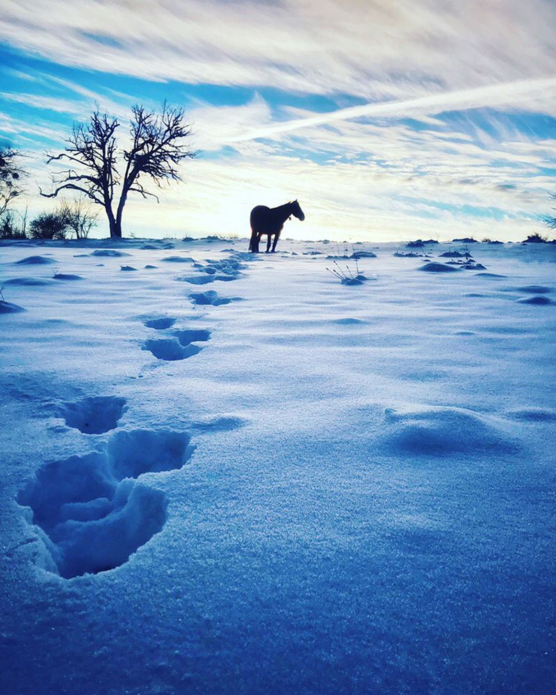 Следы мечтателя