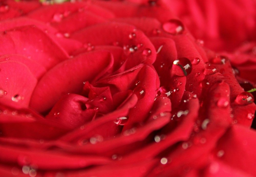 Red rose