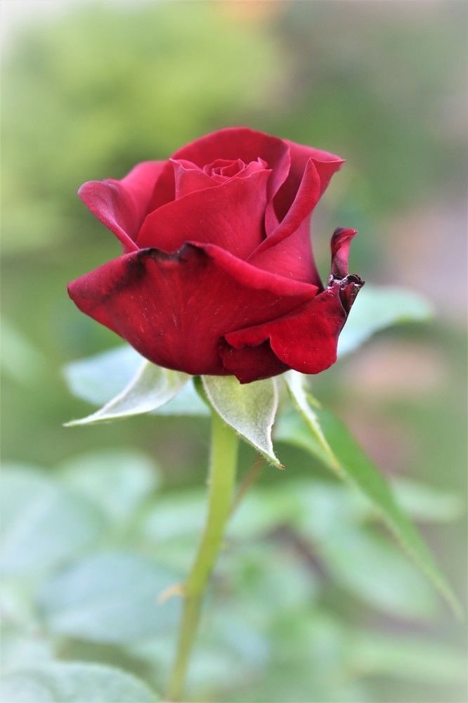 Red rose