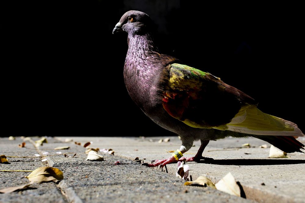 Coloured pigeon