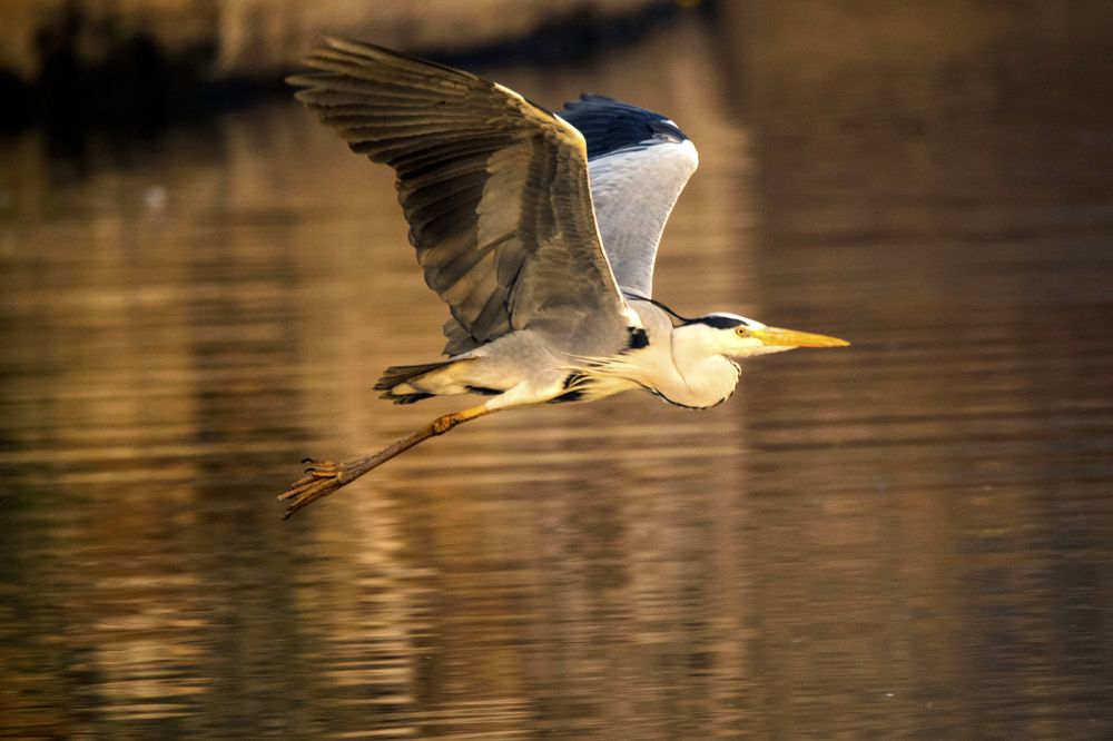 Grey Heron in Flight