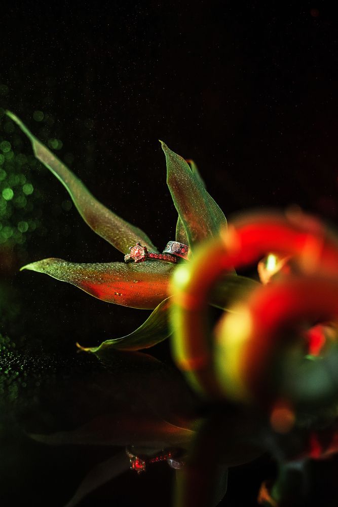 Bambus & wedding ring