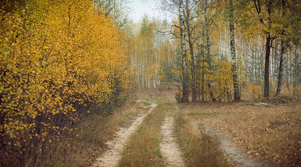 Дорогой золотого леса