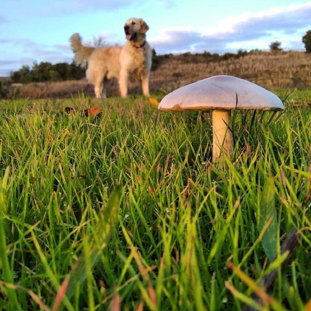 Mushroom, grass and  Óscar
