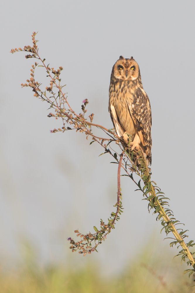 Short-eared Owl