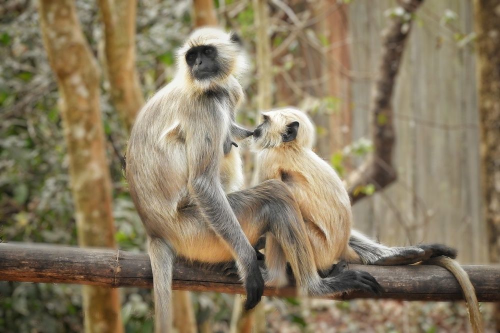 Mothers love