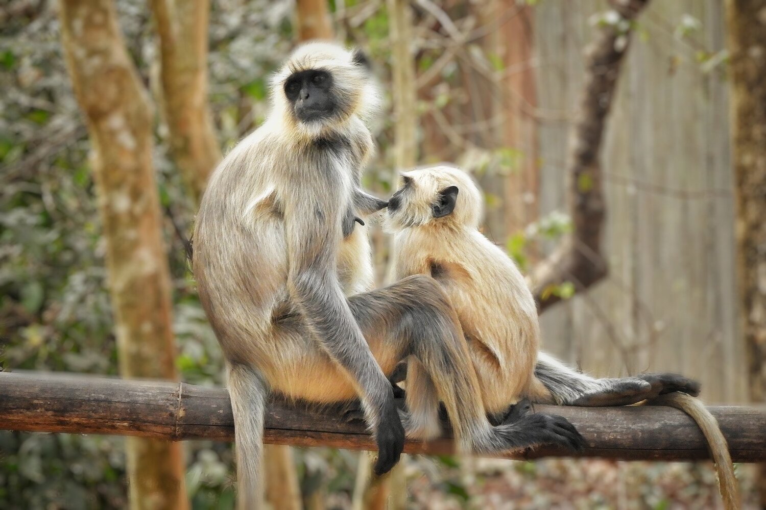 Mothers love