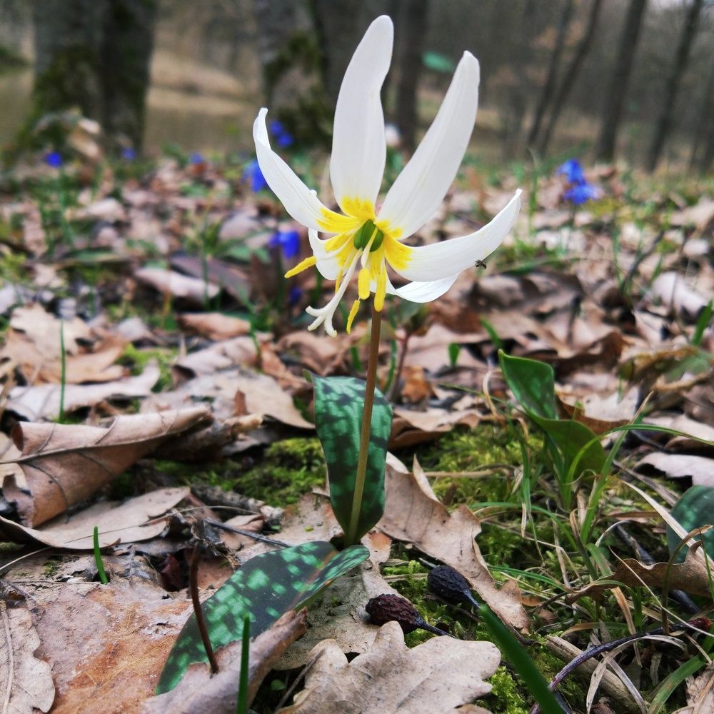 Дикая лесная лилия