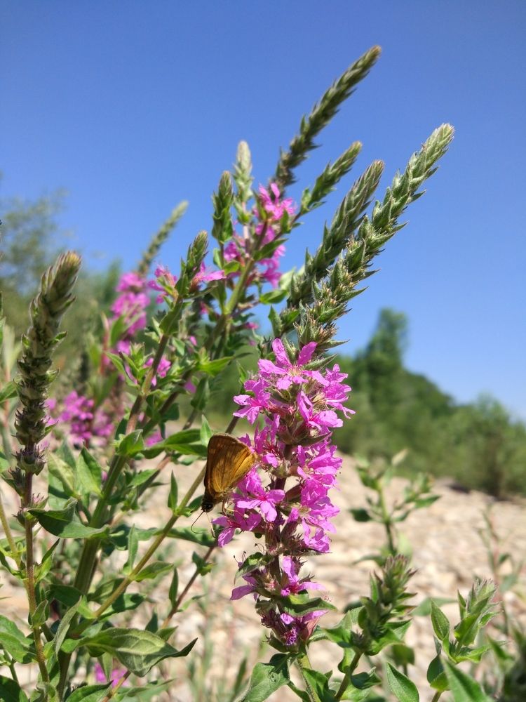 Летнее цветение трав