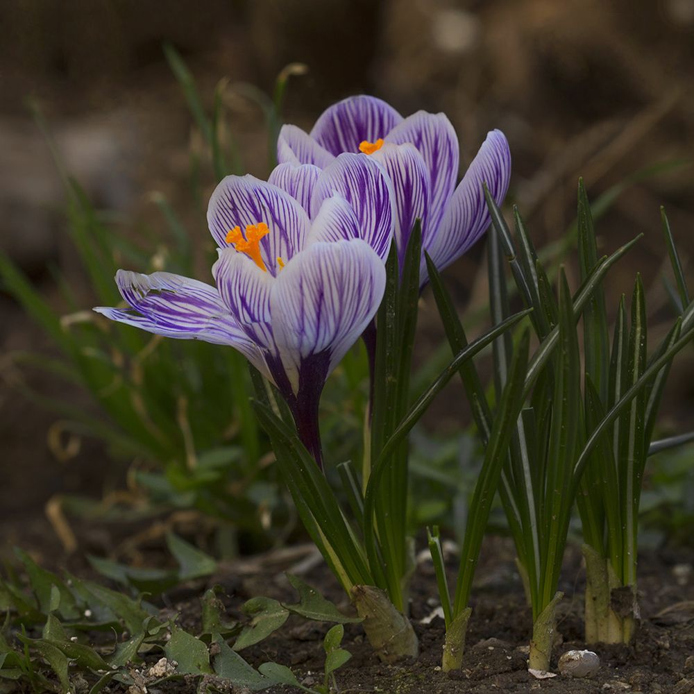 Цветной мир