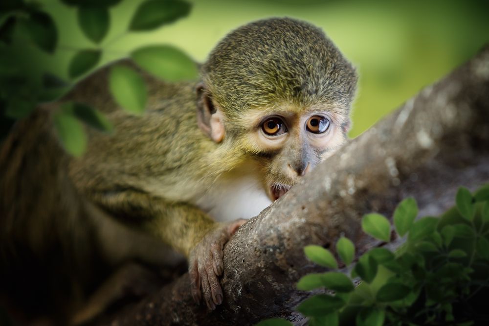 Photograph by Zdenka Janaskova