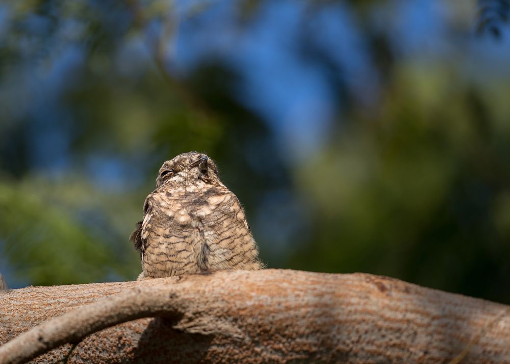 European nightjar